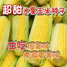 水果玉米种子生食水果玉米种籽清香汁多甜度高四季甜玉米籽糯玉米