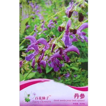 丹参种子中药材保健野生草药籽易种易管理大红根血参泡茶药用