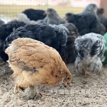 小鸡活苗青脚麻鸡土鸡苗活体三黄鸡五黑鸡九斤红鸡芦花鸡幼苗