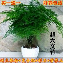 文竹【买一盆送一盆】好养绿植大文竹花卉盆栽包活吸甲醛净化空气