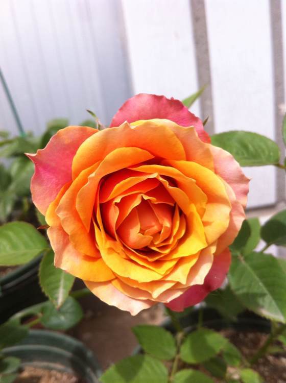 【月季】 新品 灌木月季 永远的那不勒斯 欧月花苗