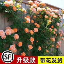 蔷薇花苗藤本月季特大花树庭院爬藤植物阳台花卉玫瑰盆栽四季开花