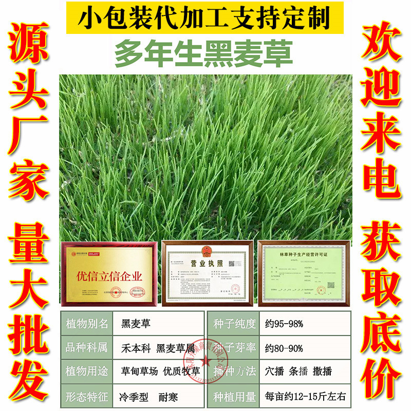 黑麦草种子多年生冬牧70牧草种籽四季青草种子喂鸡鸭牛羊猪鱼草种