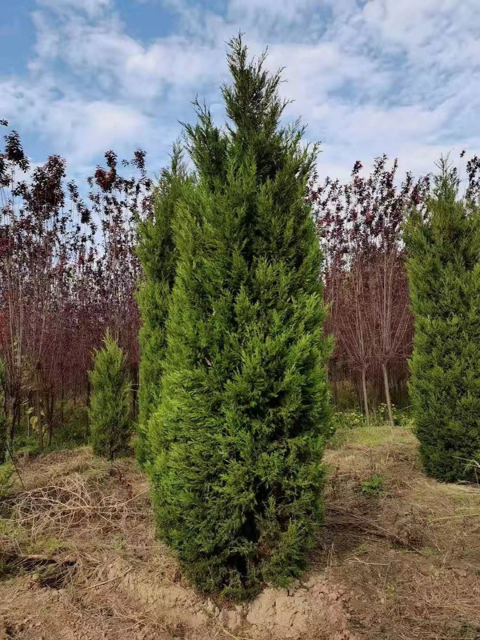 批发柏树笔柏塔柏侧柏刺柏河南桧蜀桧公路隔离带墓地陵园量大价优