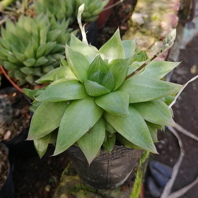 多肉植物批发 京之华玉露 裸根约5-6cm 办公室园艺花卉绿植盆栽