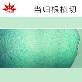 0成交0笔3年复购率:植物组织切片南瓜茎纵切教学仪器生物显微镜标本