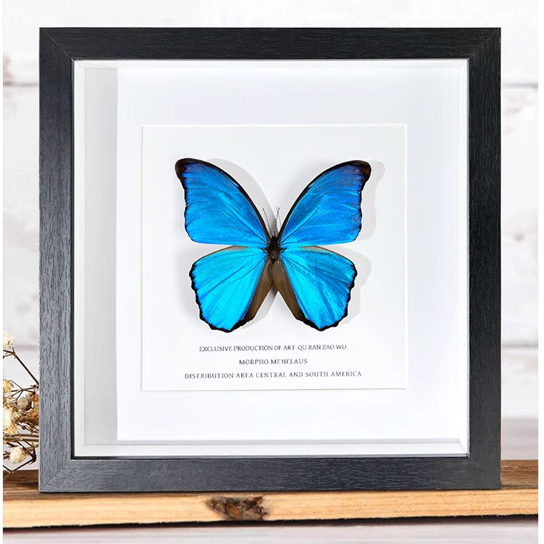 木质玻璃立体中空相框2cm蝴蝶昆虫植物标本diy手工制作框展示摆件