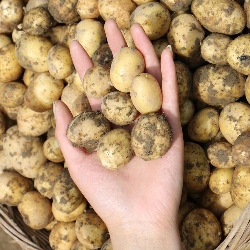 现挖新鲜老品种恩施小土豆富硒农家自种迷你高山黄心湖北洋芋5斤