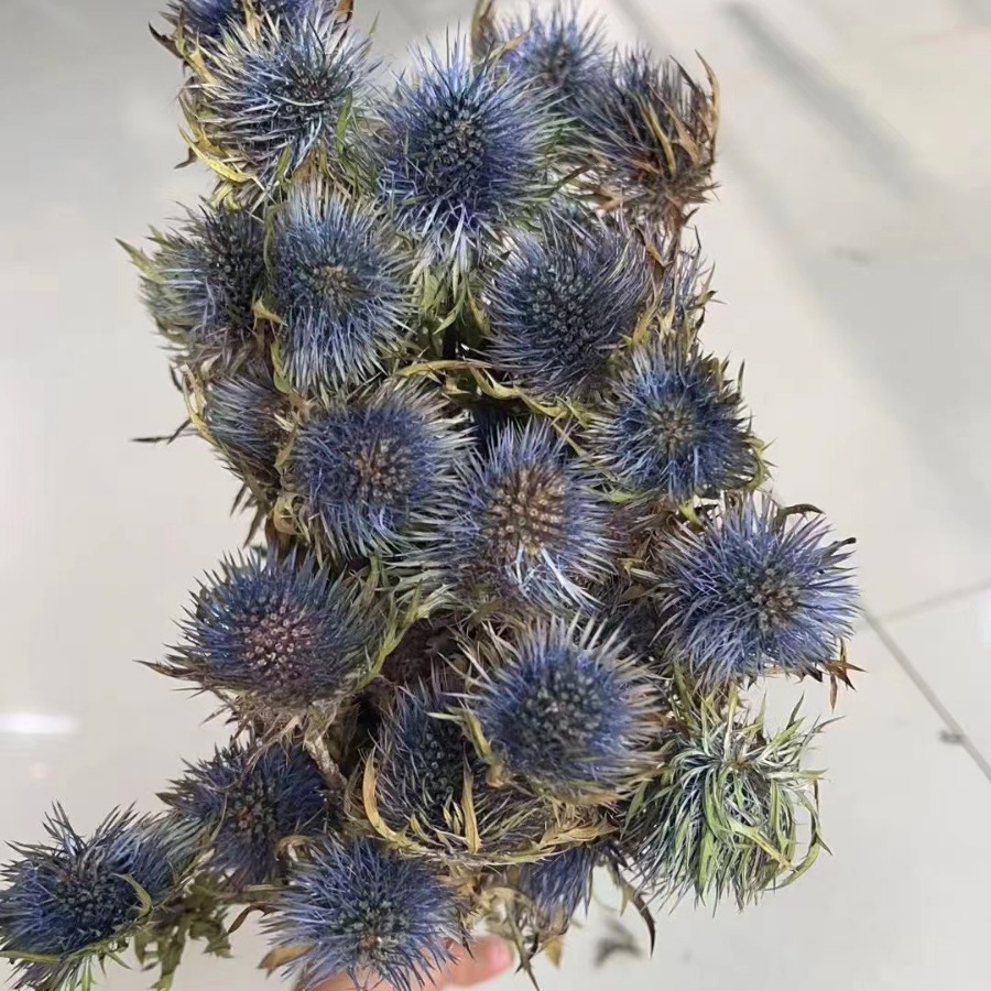 蓝星球永生大刺芹文艺自然风 干花花材家居软装 真花酒店民宿插花