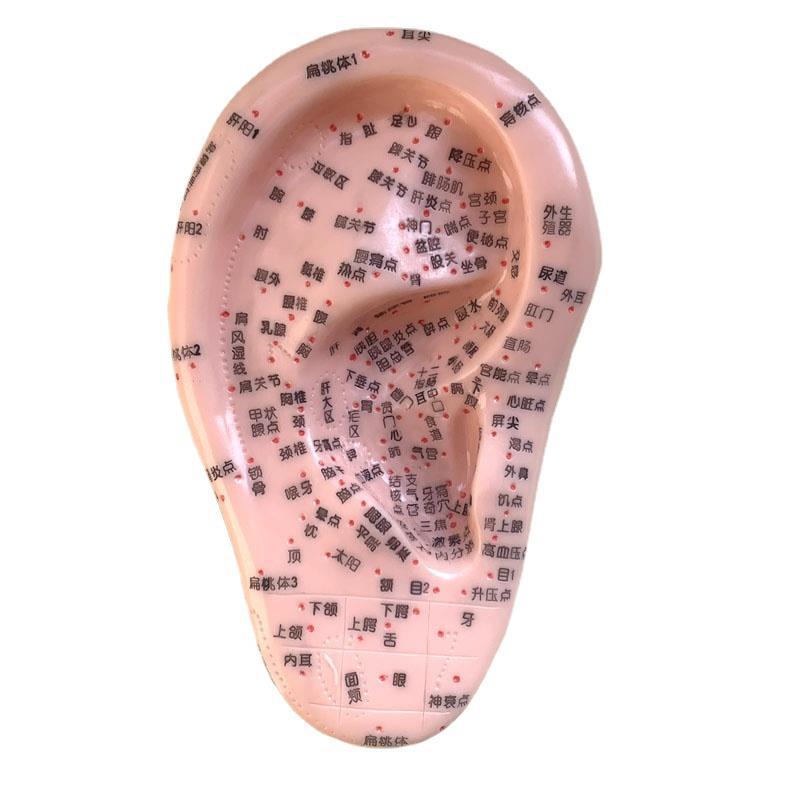 耳朵穴位模型教具讲学耳穴探针压豆穴位医学生按摩模型区探穴笔籽