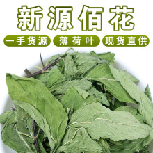 批发安徽太和薄荷叶茶新鲜食用干薄荷叶泡茶新货薄荷叶颗粒茶散装