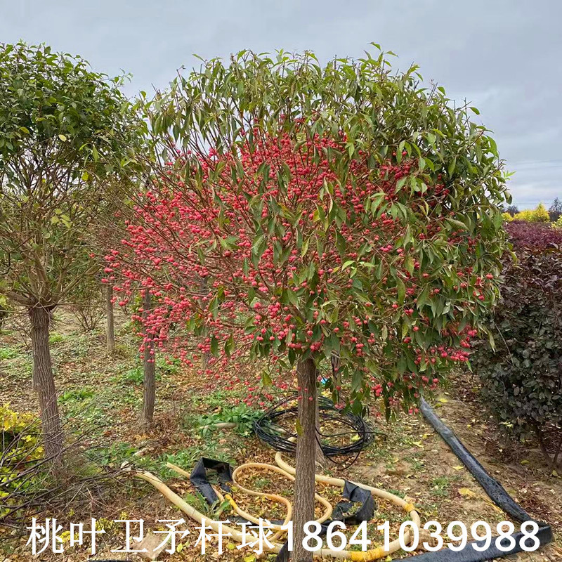 桃叶卫矛杆球 丝棉木球 卫矛树 金叶卫矛价格批发 园林景观树