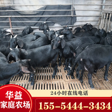 河南信阳黑山羊养殖场 哪里有卖波尔山羊的 种羊羊羔一只