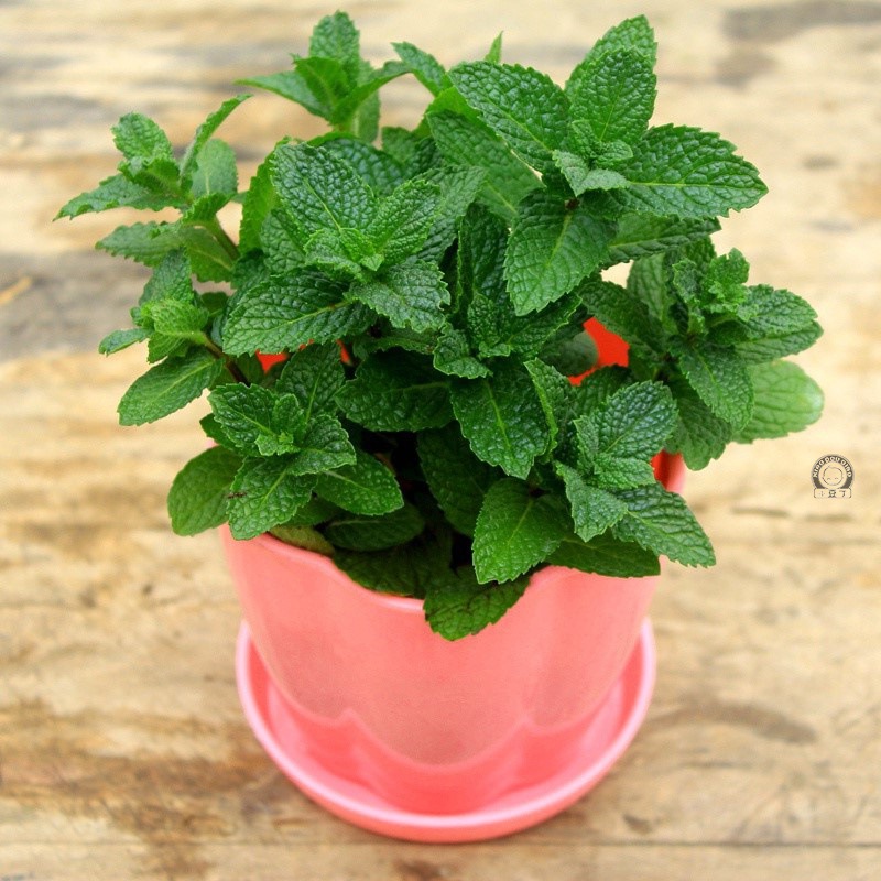 柠檬薄荷苗盆栽地栽食用绿薄荷香草盆栽驱蚊香草植物猫薄荷苗盆栽