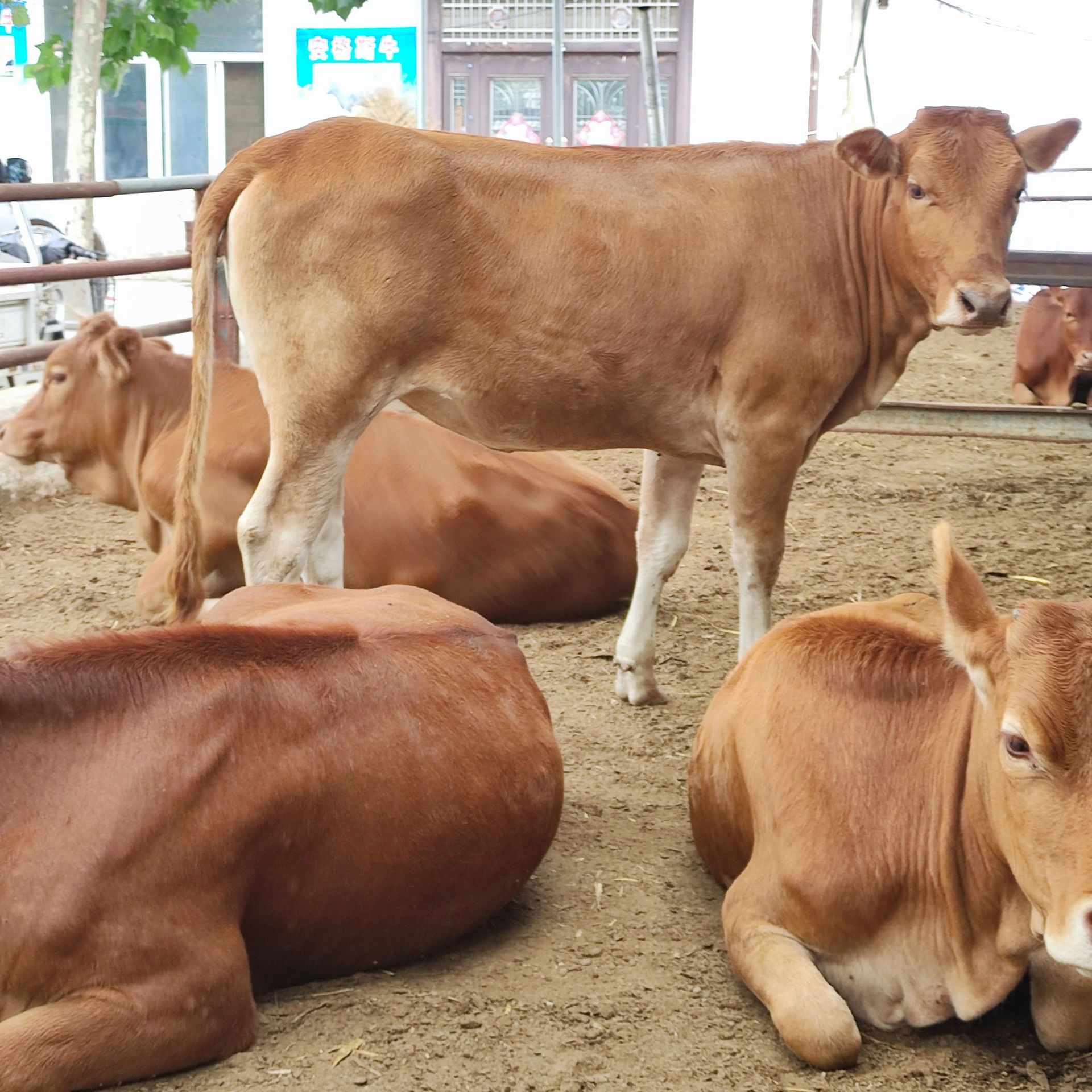 云南黄牛犊价格