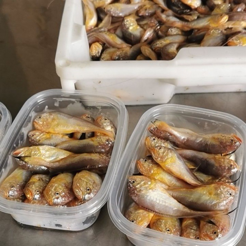 野生梅子鱼新鲜舟山大头宝海鱼冰鲜东海狮头鲜活梅童跨境一件代发