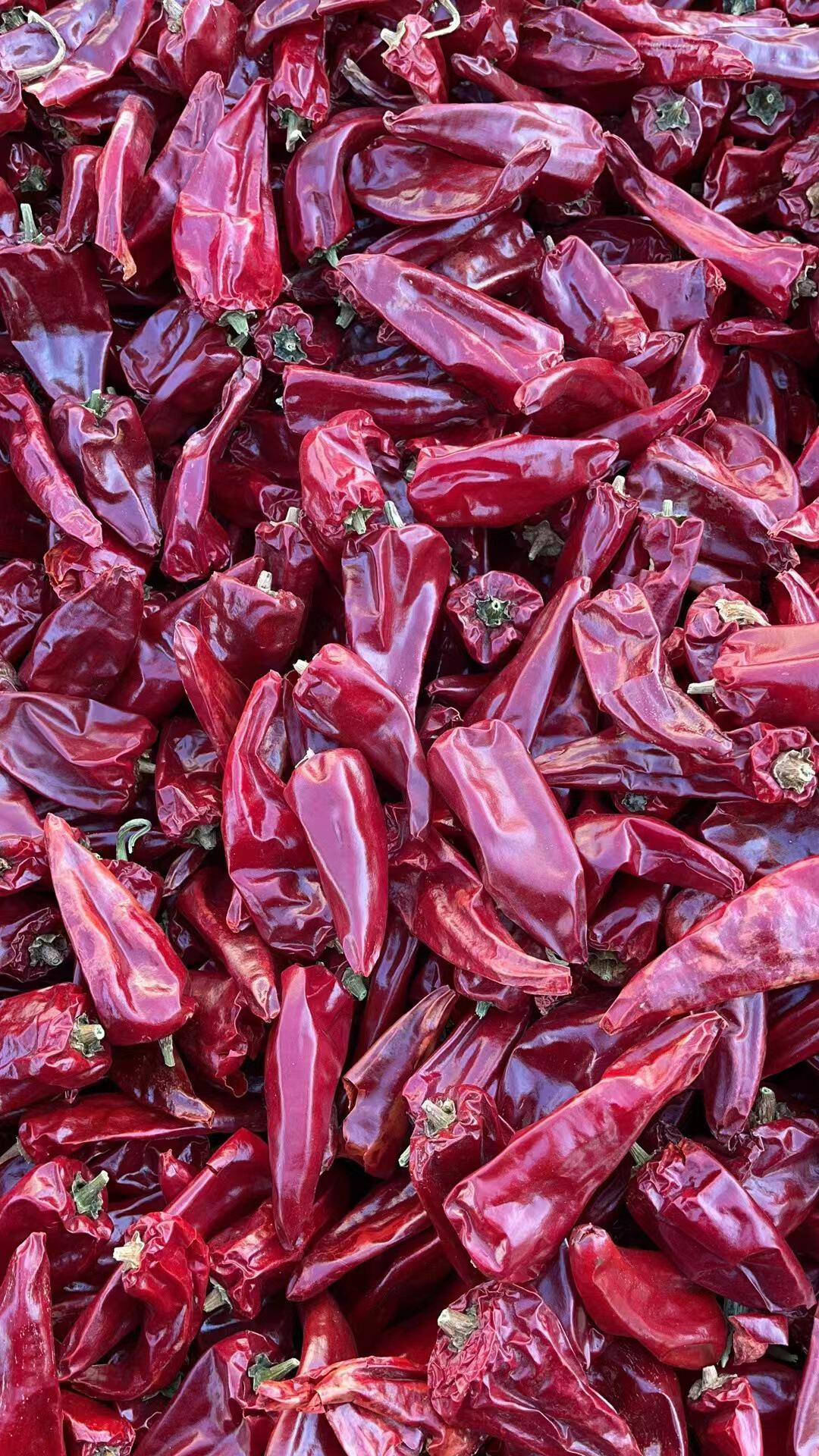 现货供应益都辣椒北京红辣椒新疆线辣椒903红龙13红龙23干辣椒批