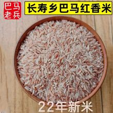 广西巴马长寿之乡红米粮食农家自产天然食用长粒红香米板粗新米