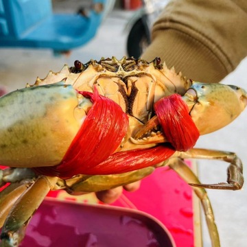 青蟹鲜活批发特大肉蟹红膏蟹母蟹一斤一只奄仔螃蟹红鲟包活包邮