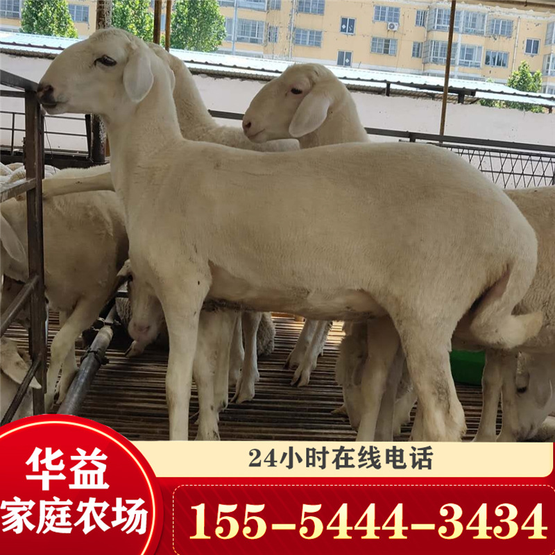 改良小母羊小尾寒羊 波尔山羊种公羊 河北地区适合养殖小尾寒羊吗