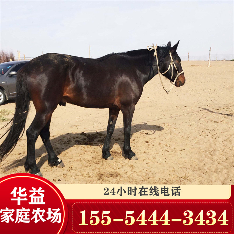 福建照相矮马 伊犁马骑乘马 半血马骑乘马匹 个人骑乘矮马