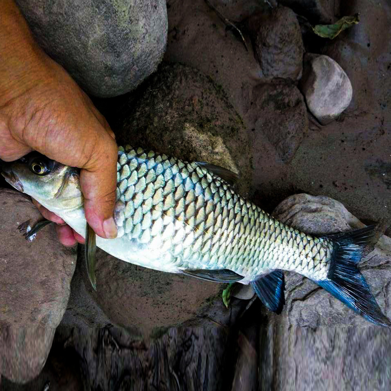 清波鱼苗淡水养殖四川稀有本地活物清板优中华倒刺鲃四大家鱼乌鳞