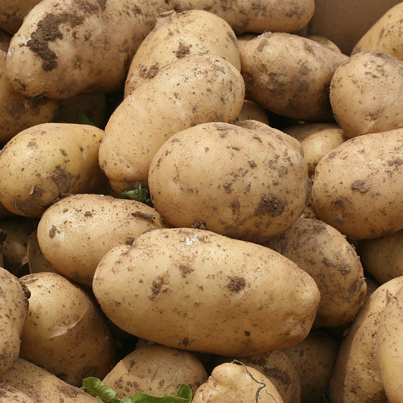 密云农家土豆 黄心土豆新鲜蔬菜马铃薯现刨发货新鲜带泥4斤装包邮