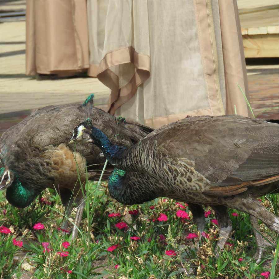 成年孔雀活体蓝孔雀/白孔雀可选健康成年种孔雀观赏宠物孔雀包邮