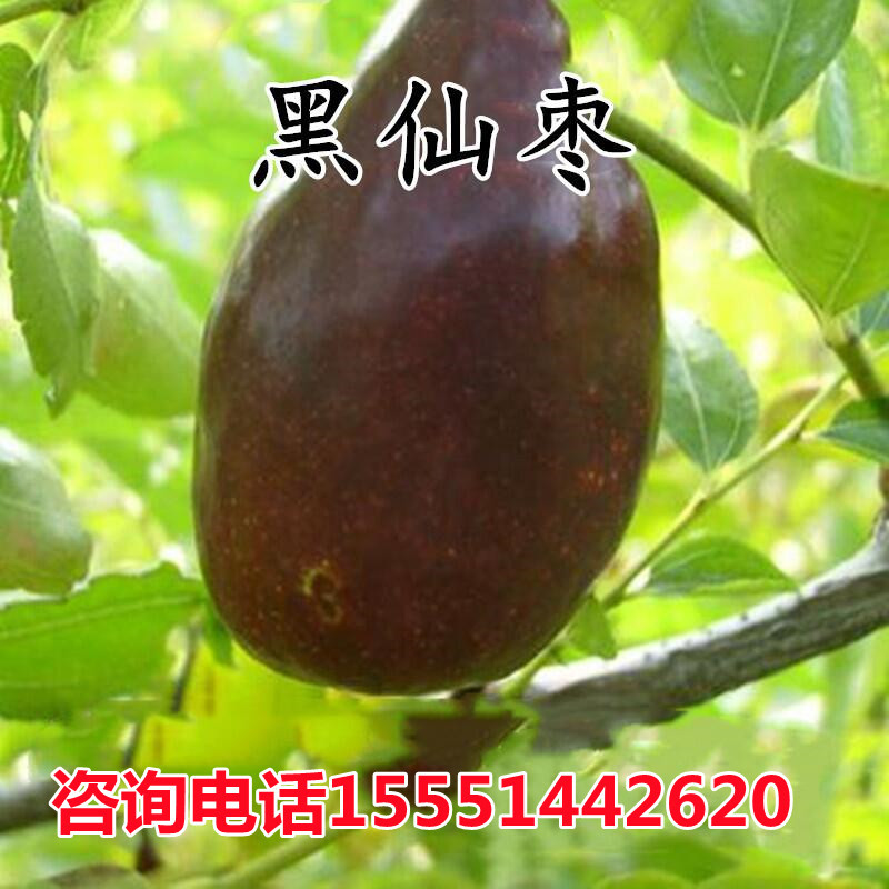 枣树新品黑枣树苗黑枣苗黑仙枣树苗 自然存放40天亩产6千斤十月熟