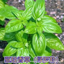 驱蚊香草种子 香花子绿罗勒九层塔种子 盆栽植物种子