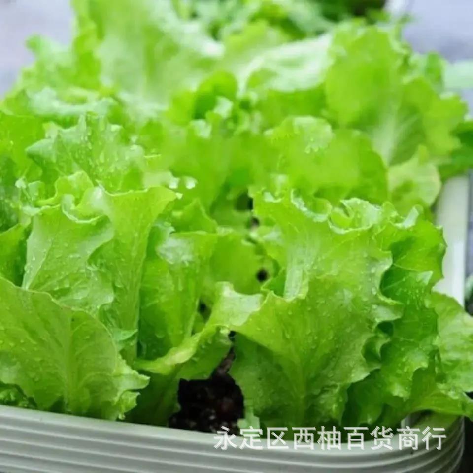 美国大速生菜种子阳台播盆栽秋冬季蔬菜籽沙拉散叶大速生菜植物种