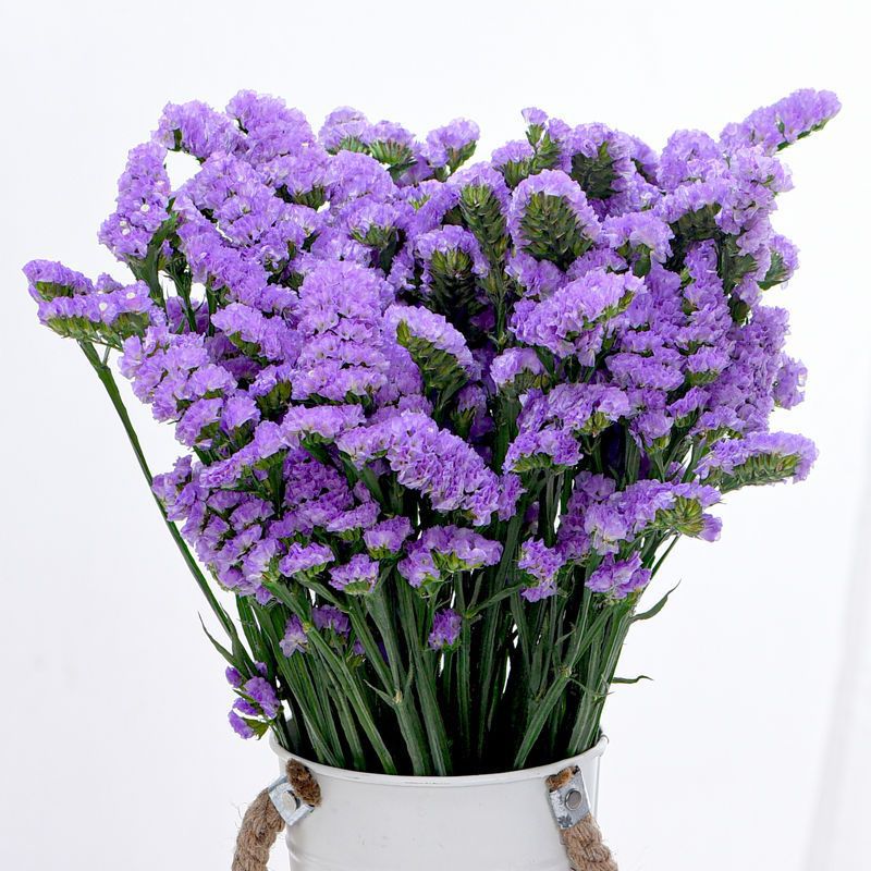 勿忘我干花昆明勿忘我真花花束批发大客厅装饰摆设自然风干论斤卖