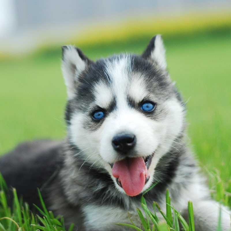 出售纯种哈士奇活体宠物幼犬中型犬三火蓝眼二哈雪橇犬三傻宠物狗