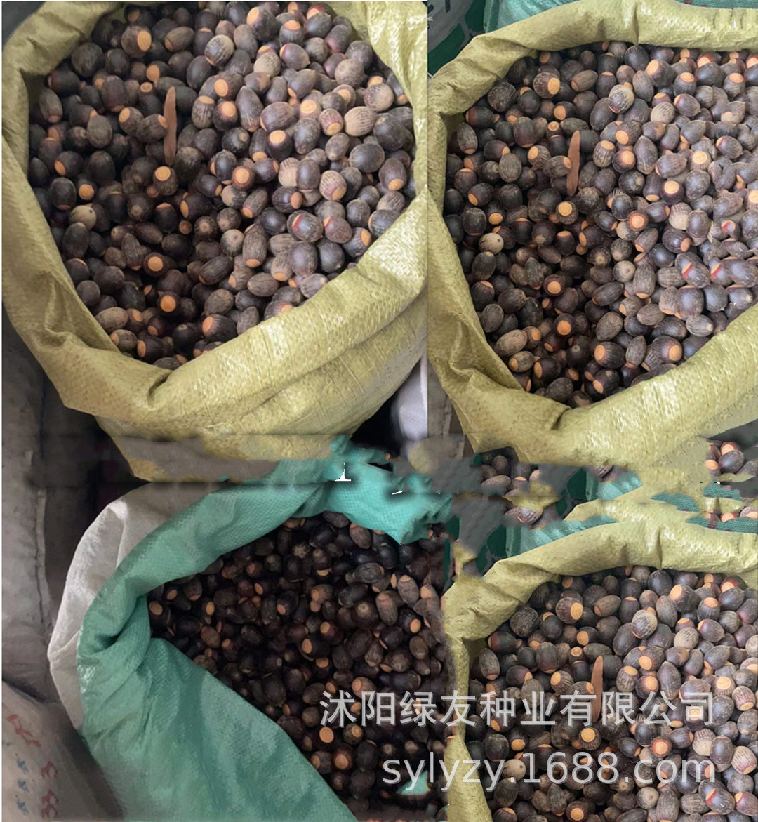 批发美国红栎种子 红橡子 美国红栎又叫 北美红栎 落叶大乔木