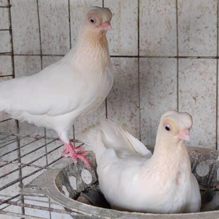 金鱼鸽图片 熊猫金鱼鸽 精灵鸽子 黑金鱼鸽 白金鱼观赏鸽养殖