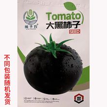 大黑柿子番茄种子原装四季黑番茄大黑柿子大果型西红柿蔬菜种子