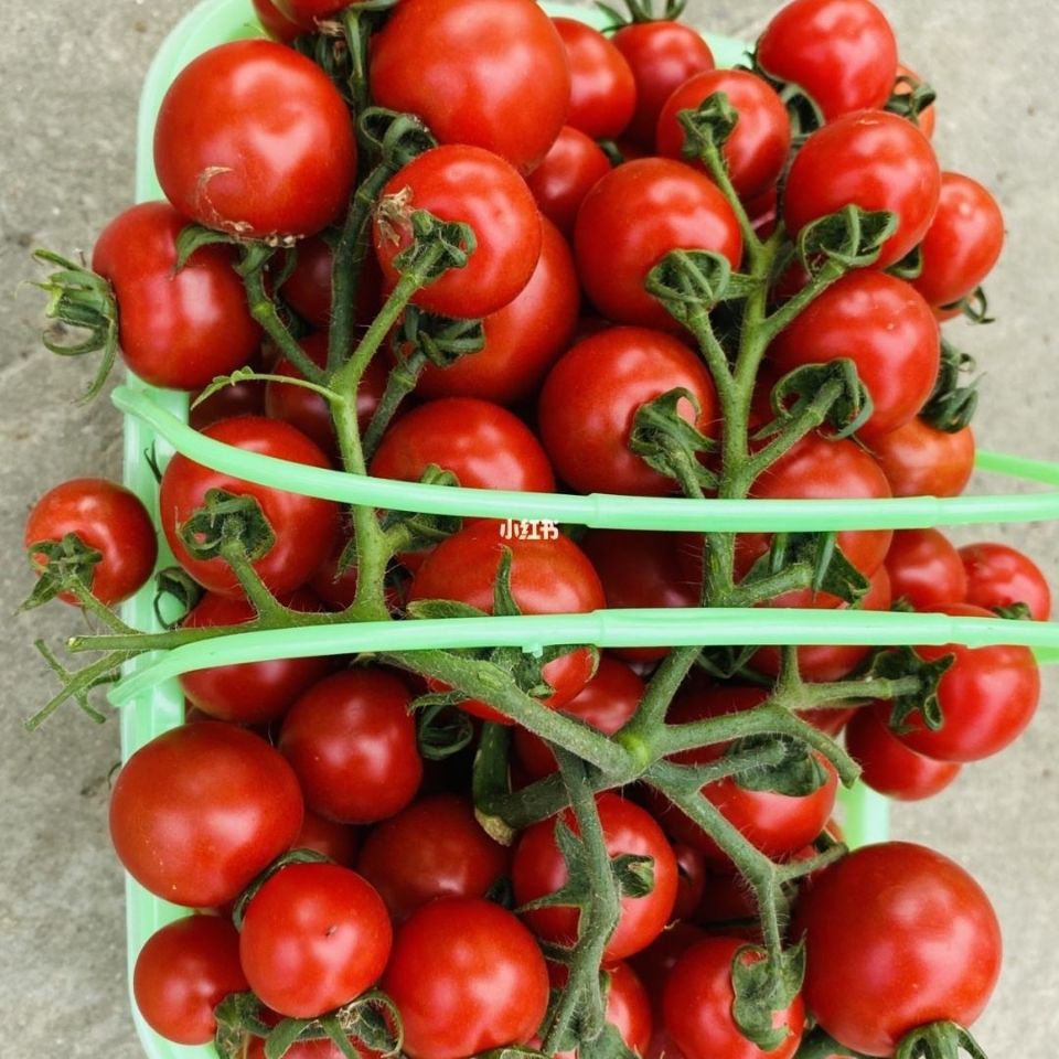 新鲜现摘卡好吃玉女爆汁樱桃粉贝贝小番茄千禧圣女水果西红柿包