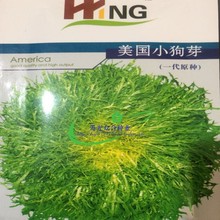 美国小狗芽苦菊种子苦苣  一代杂交种 75-80天生长期 5g蔬菜