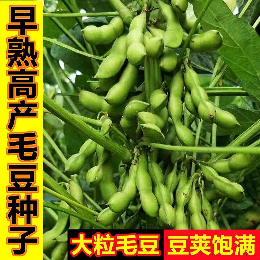 高产早熟菜毛豆种子春季特大黄豆种籽农家四季大豆籽种大粒菜豆种