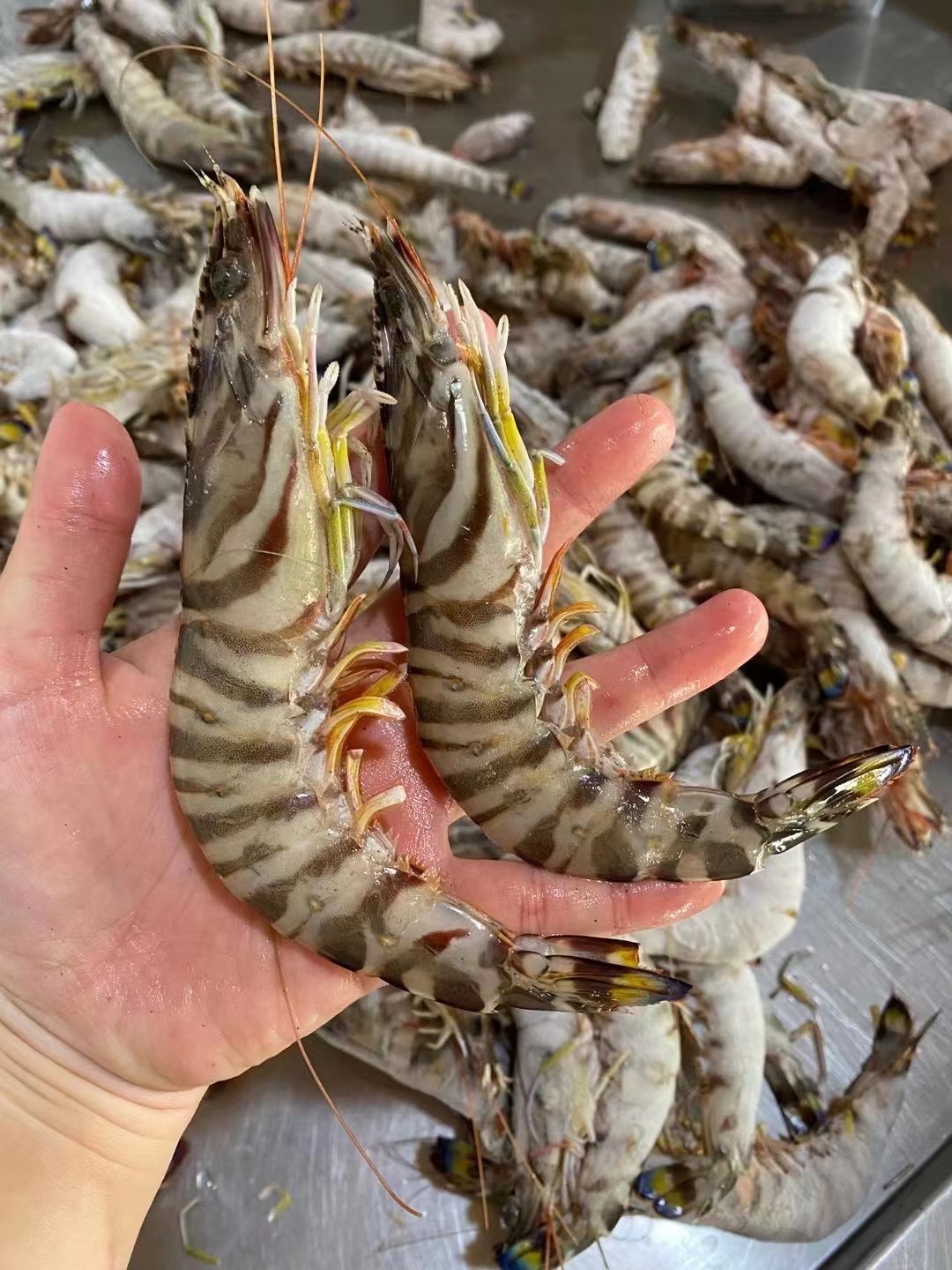舟山黑虎虾野生大基围虾竹节虾斑节虾九节虾日本对虾液氮速冻海鲜