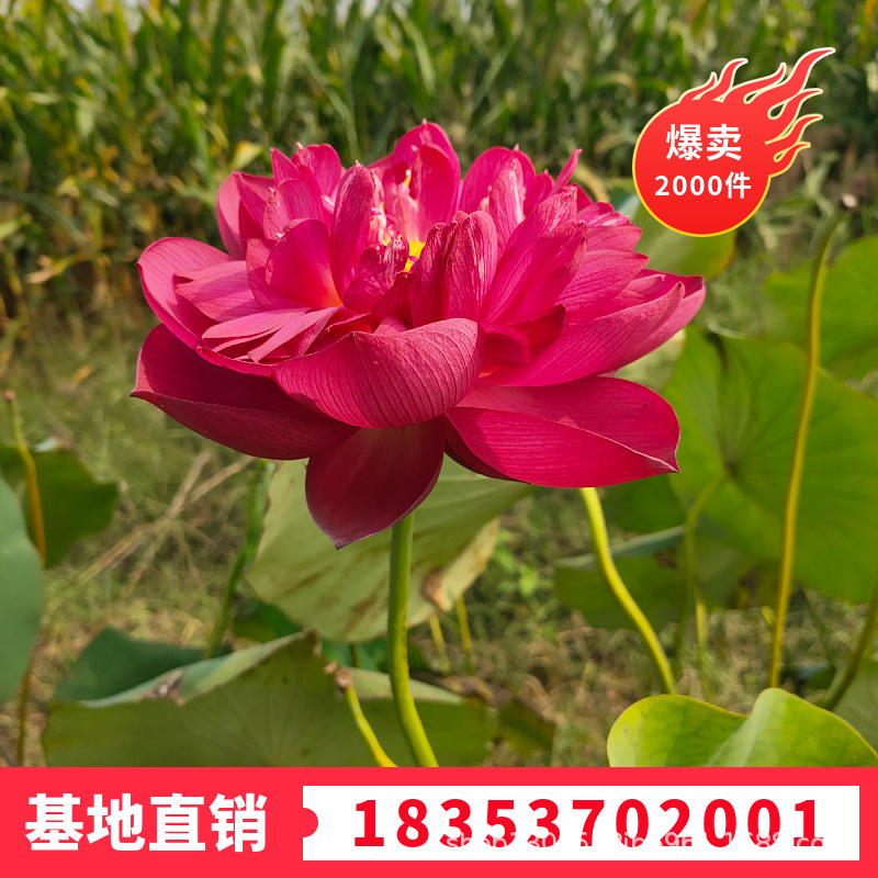 大型观赏荷花人工湖河道水田种植一次种植年年开花耐寒深水荷花苗