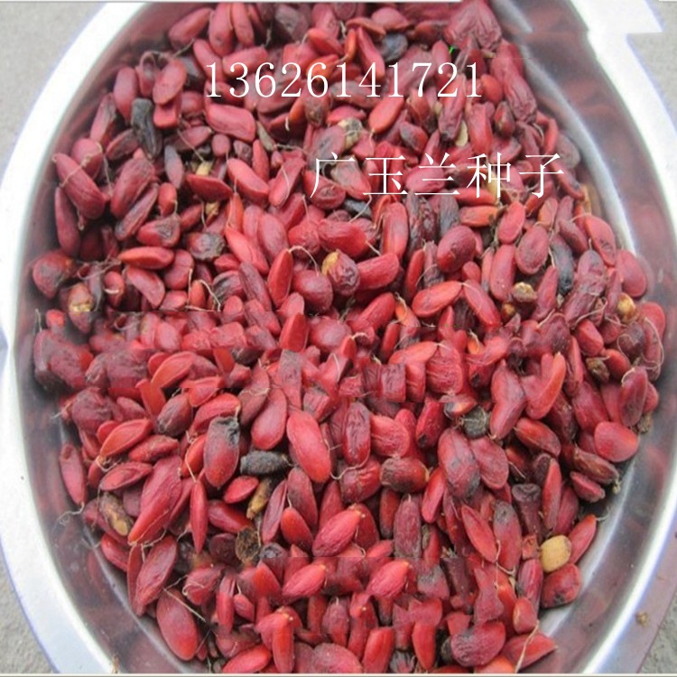 供应玉兰种子:紫玉兰种子 白玉兰种子 山玉兰种子等