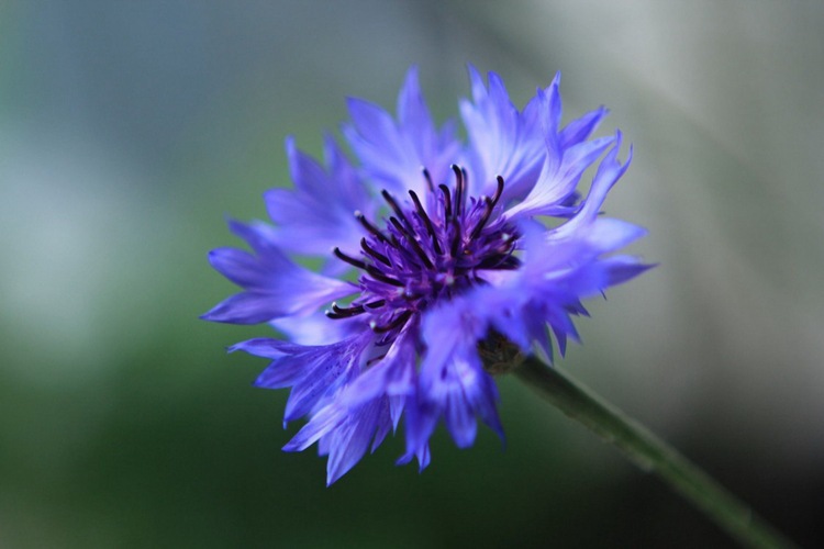 盆栽花卉香矢车菊种子 花草种子香草繁育基地直销