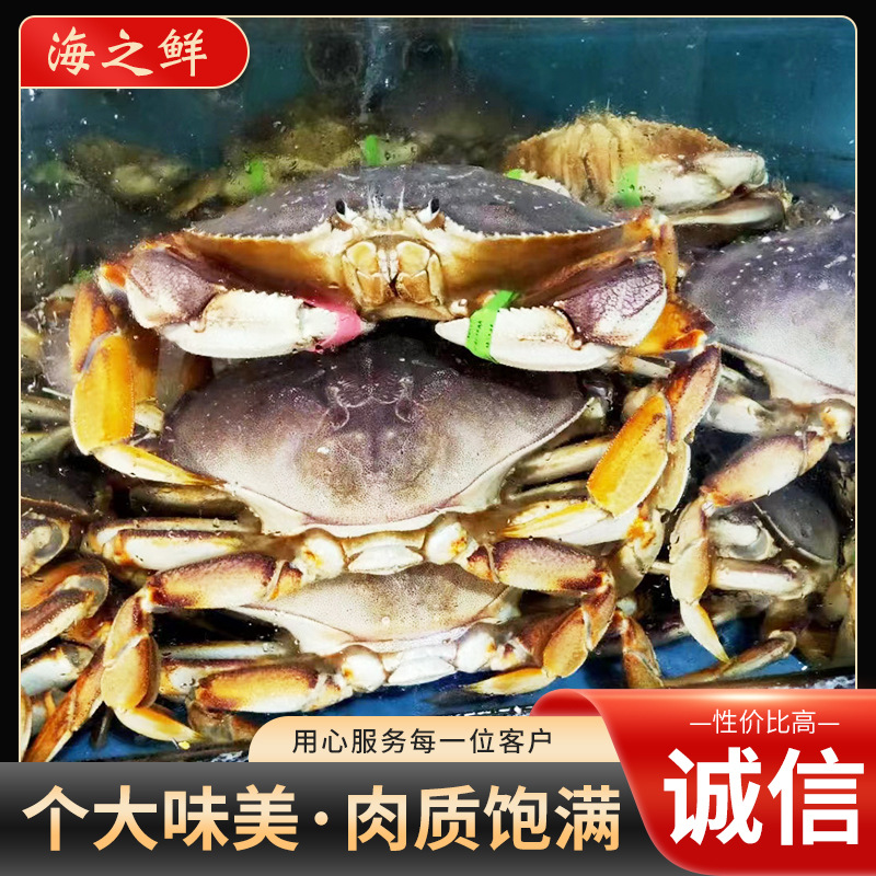 加拿大珍宝蟹活冻珍宝蟹海鲜水产特大螃蟹大闸蟹梭子蟹厂家供应