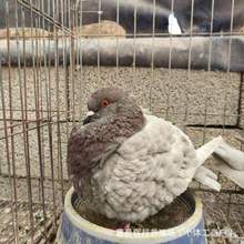 养殖场出售大型肉鸽元宝鸽活体成年配对元宝鸽观赏元宝鸽种蛋价格