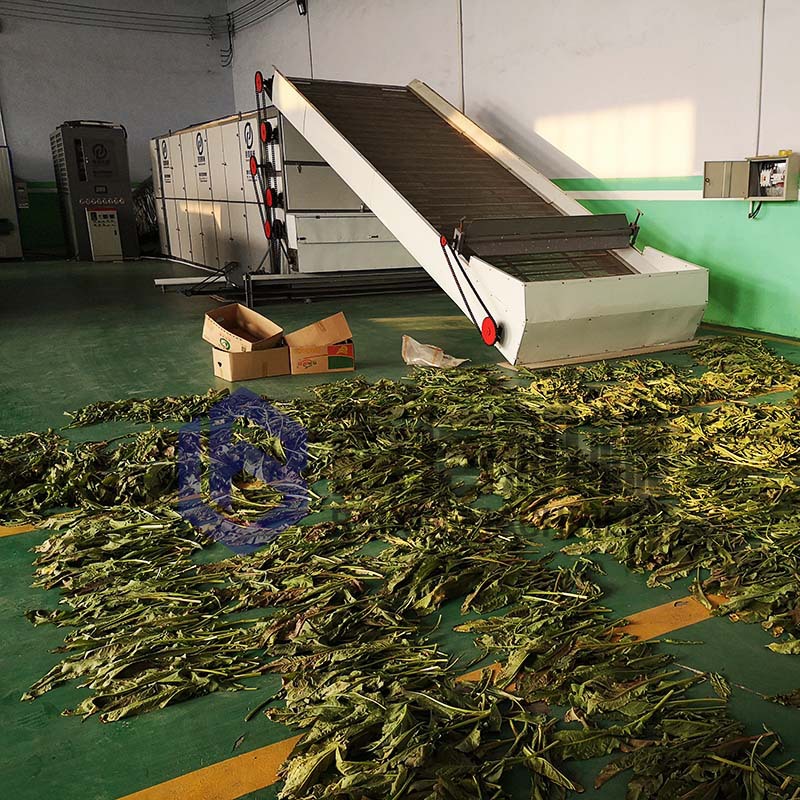 食叶草烘干机网带式蛋白草干燥机多型号食叶草脱水烘干设备