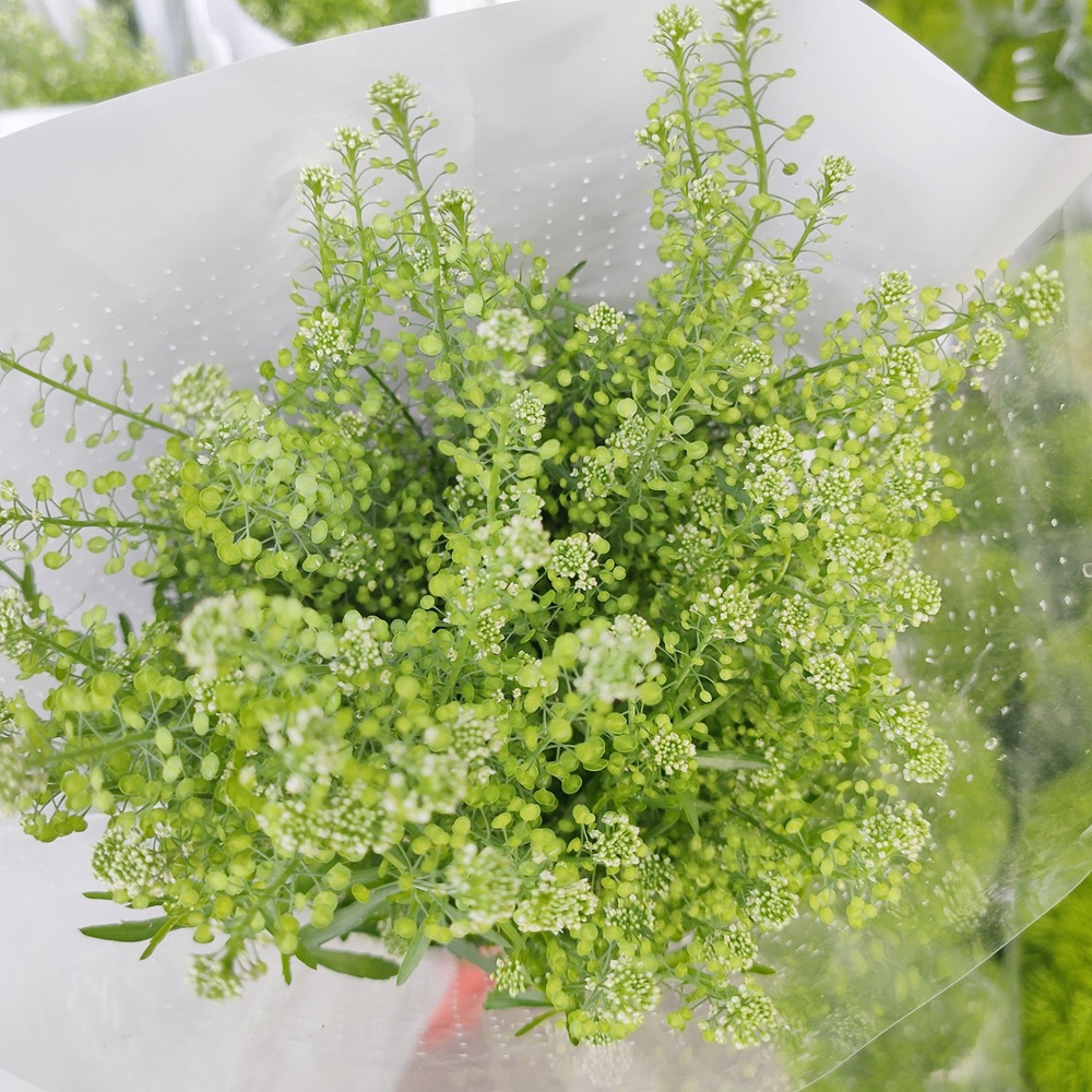 【绿铃草】清新自然新品 云南昆明鲜切花花店批发绿铃草花