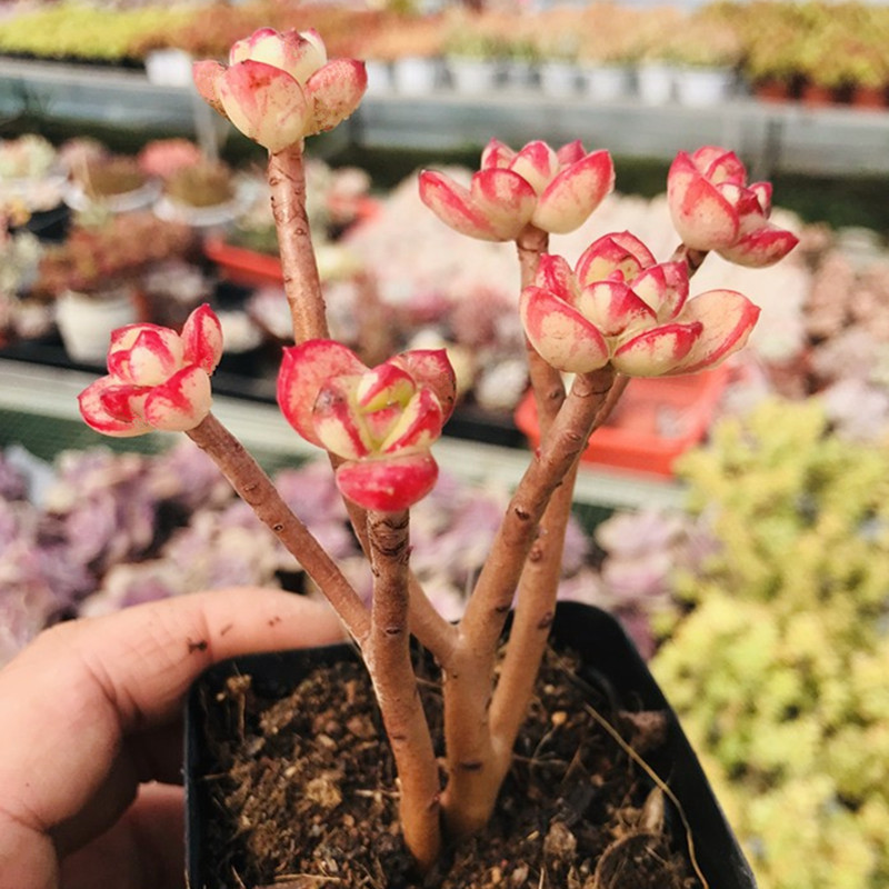 小吉姆 多肉植物 多头群生老桩丸叶红梅小贵货造型 肉肉 羽之园艺