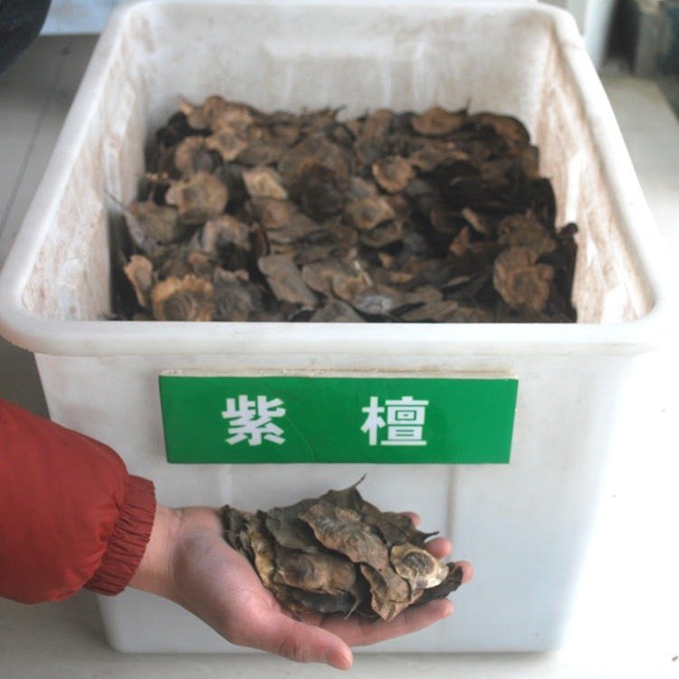 批发 小叶紫檀种子 印度檀香树种子 小叶紫檀树种子价格 仟花轩
