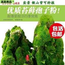 上水石吸水石盆景盆栽青苔苔藓种子孢子粉微景观鲜活植物种籽铺面